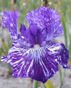 Iris germanica Batik8